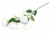 KWIAT/ EUSTOMA VIP8284/WH