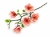 KWIAT/MAGNOLIA VIP7627/12#