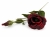 KWIAT/EUSTOMA VIP7460/ DJG023